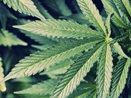 medical marijuana peer reviewed articles
